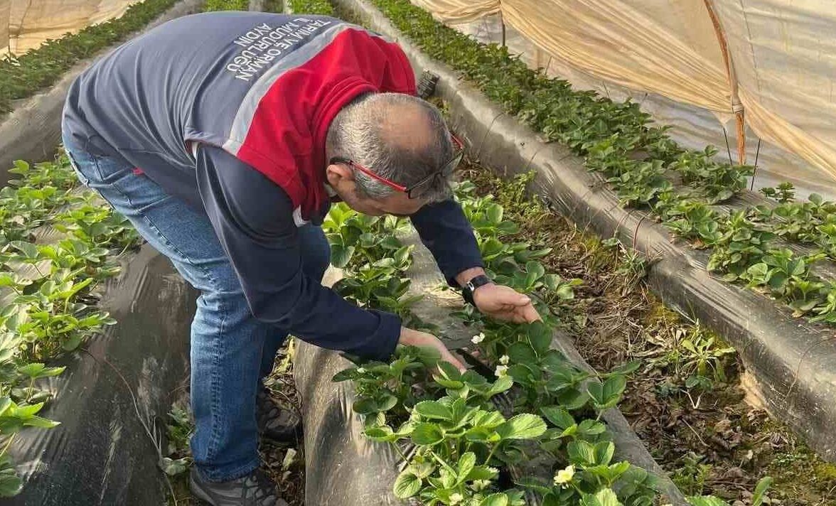 Aydın’da hasat öncesi çilek bahçeleri kontrol edildi