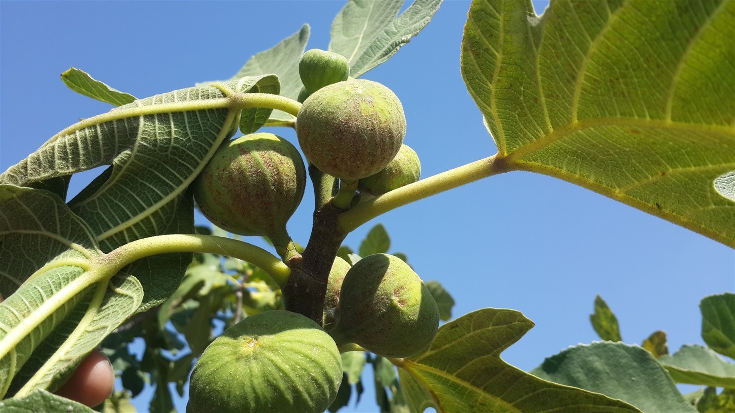 Aydın’da incir bahçelerine kırmızı örümcek ile mücadele sürüyor