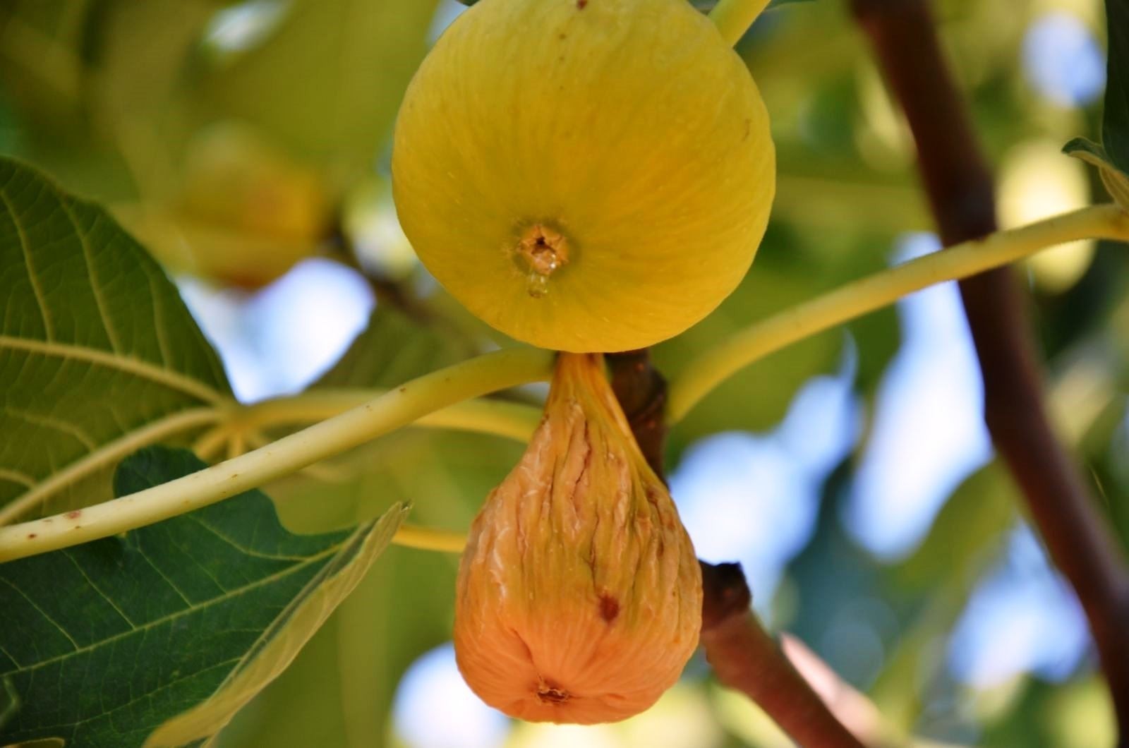 Aydın’da incir ihracat tarihleri belirlendi