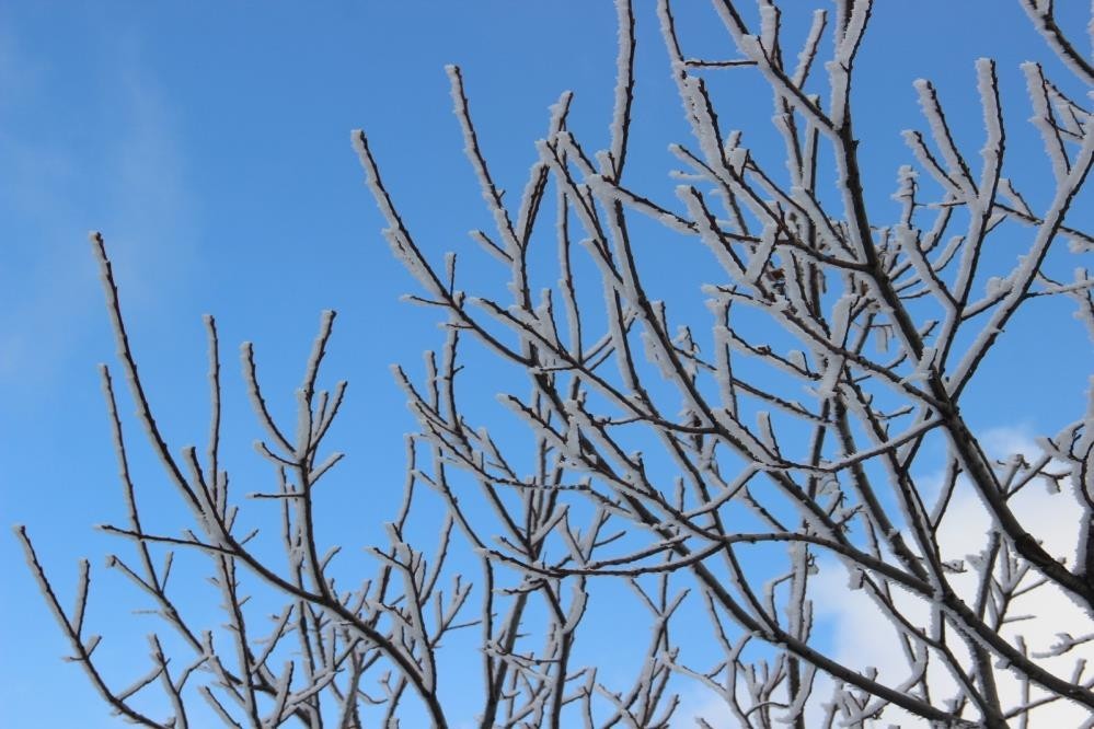 Aydın’da zirai don bekleniyor