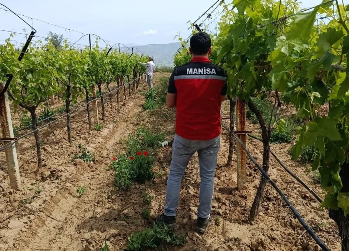 Bağlarda hasat öncesi pestisit denetimi başladı