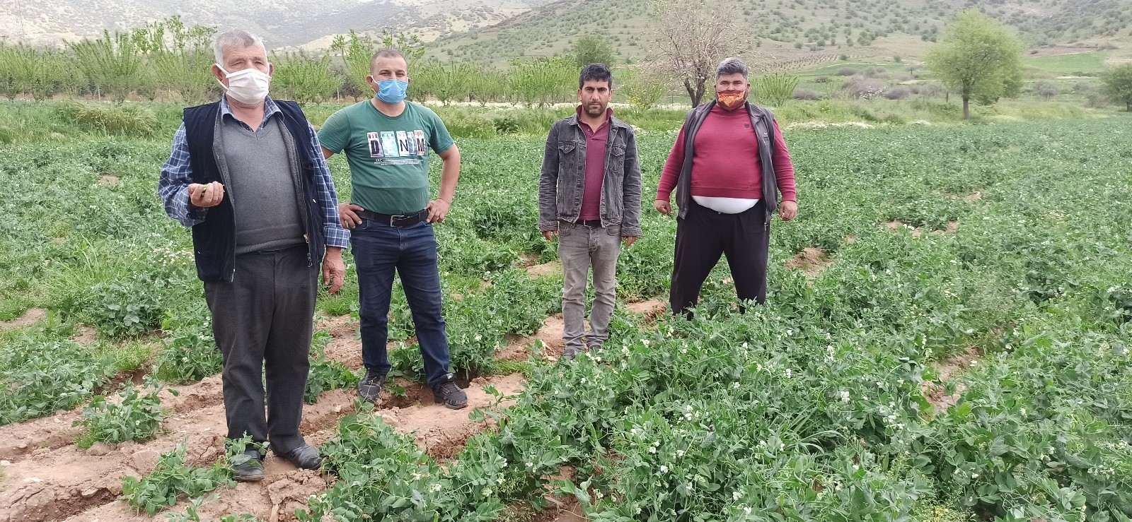 Bezelye bir haftaya kadar pazarda