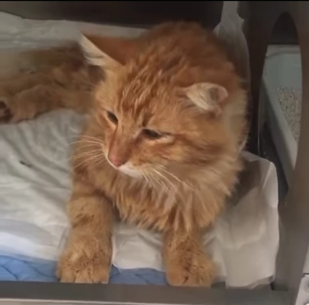 Bodrum’da kediyi kurşunladılar