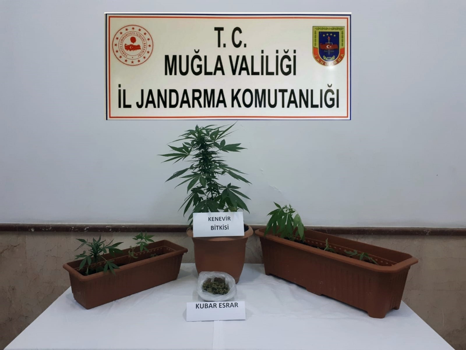 Bodrum’da kenevir operasyonu