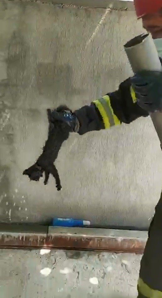 Boruya sıkışan yavru kediyi itfaiye kurtardı