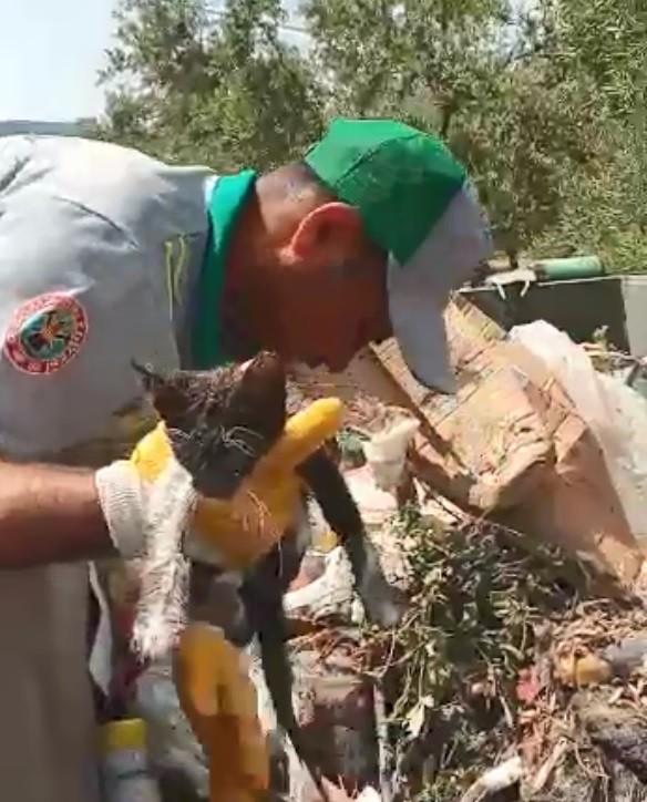 Böyle vicdansızlık görülmedi: Kedi yavrusunu çöpe atmışlar