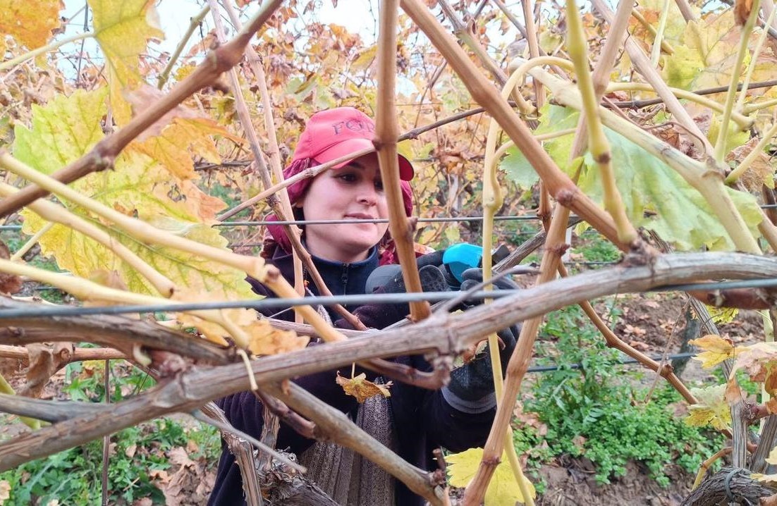 Budama maliyeti üreticiyi ailece bağa indirdi