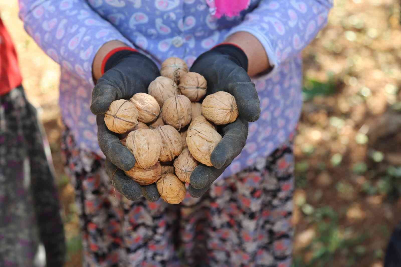 Çameli’nin coğrafi işaretli cevizinde hasat sona erdi