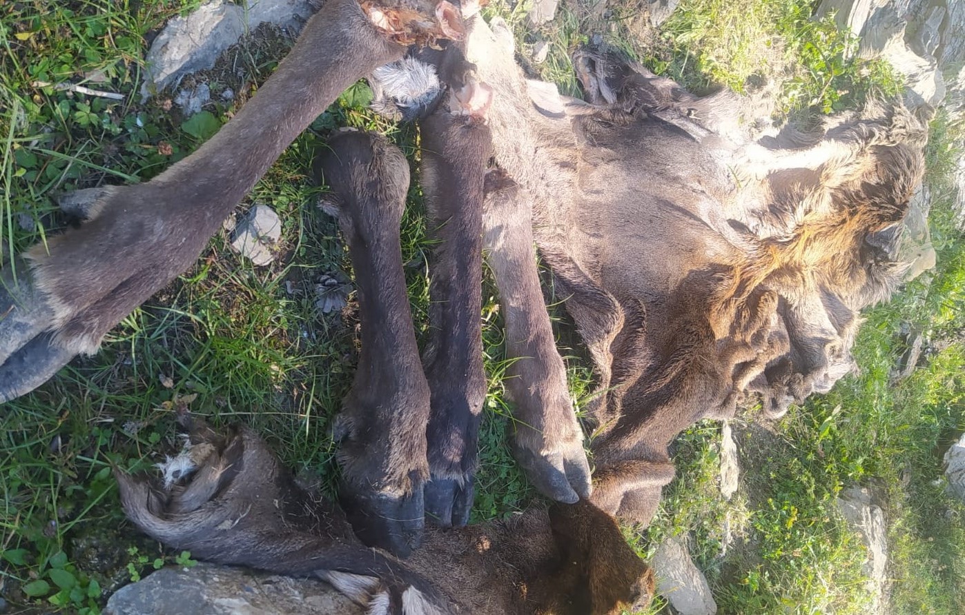 Çivril’de avlanması yasak olan kızılgeyiği vurup derisini yüzdüler
