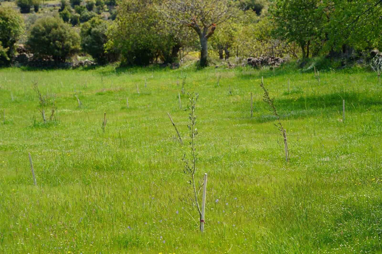 Dağıtılan fidanlar toprakla buluşmaya devam ediyor