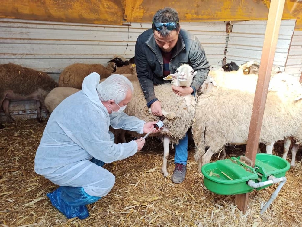 Dalaman’da bir çiftlik karantinaya alındı