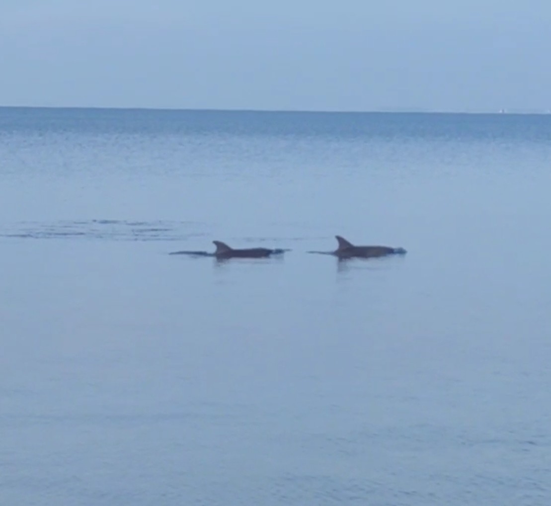 Dikili Sahili’nde yunusların şovu mest etti