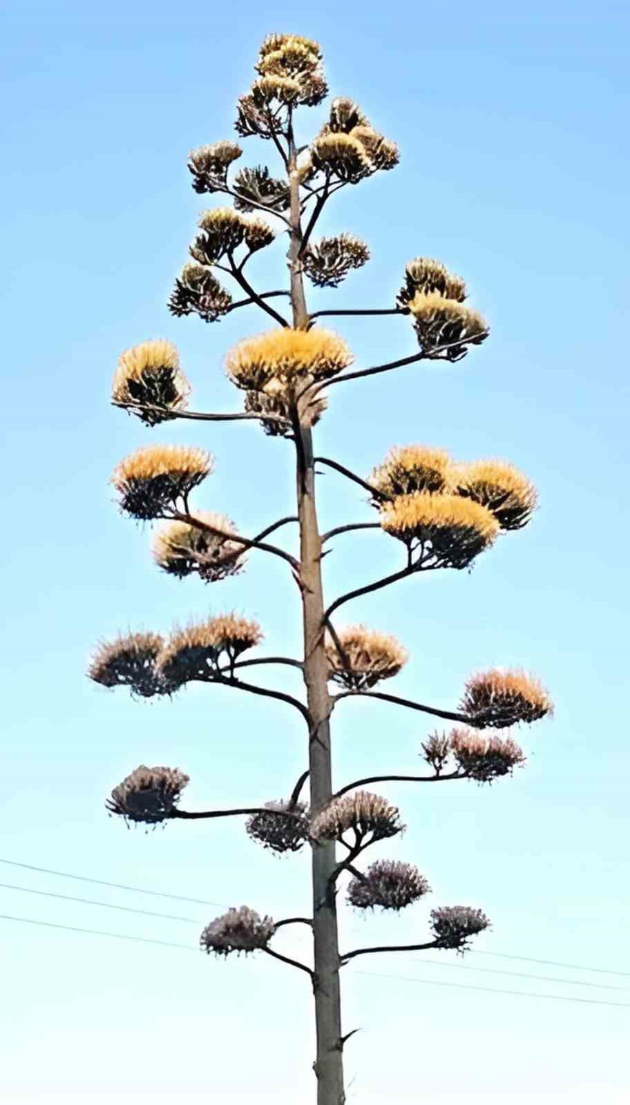 Dikili’de 30 yıllık agave çiçek açtı