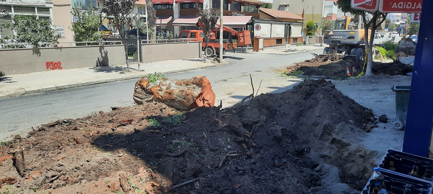 Dikili’de 80 yıllık okaliptüs ağaçları kesildi