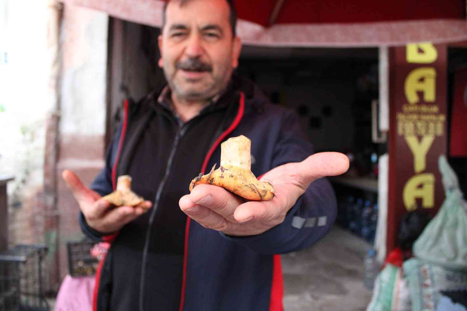 Doğal mantar, çıntarlar tezgahlarda yerini aldı