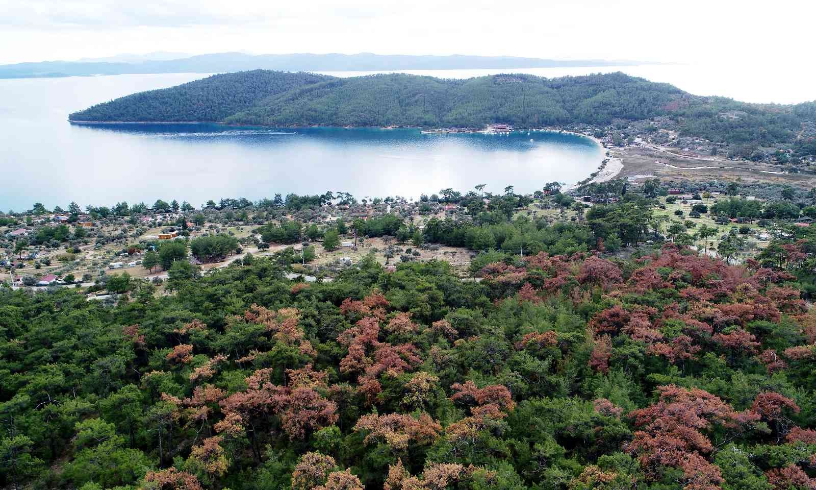 Dünyaca ünlü körfezin çamları kuruyor