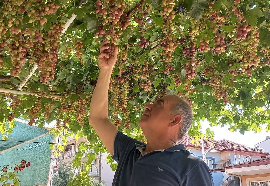 Ev önündeki asmadan mahalleye üzüm ikramı