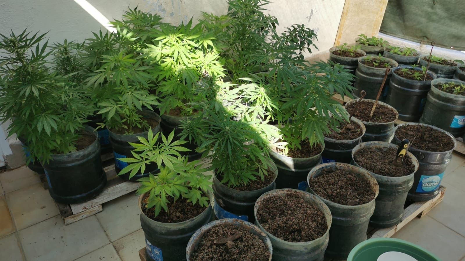 Evini uyuşturucu tarlasına çevirdi