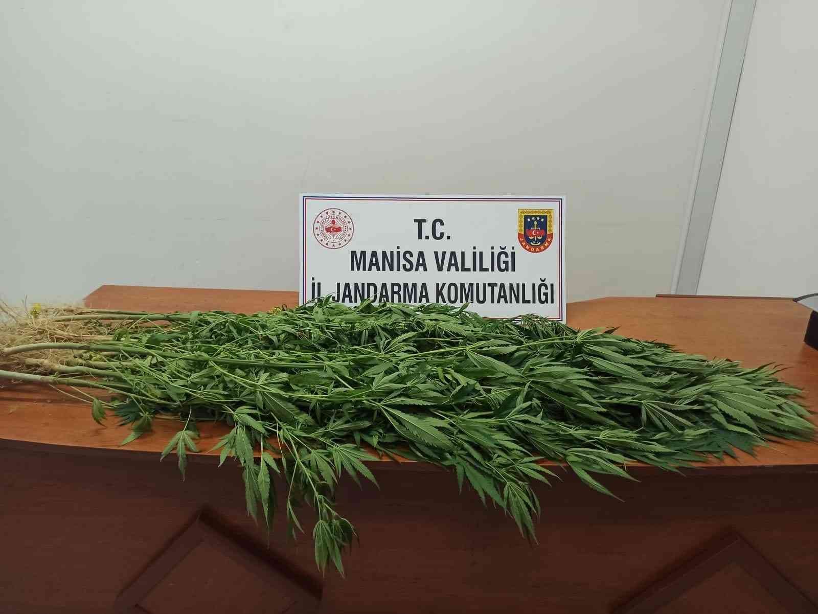 Evinin bahçesinde kenevir yetiştirdi