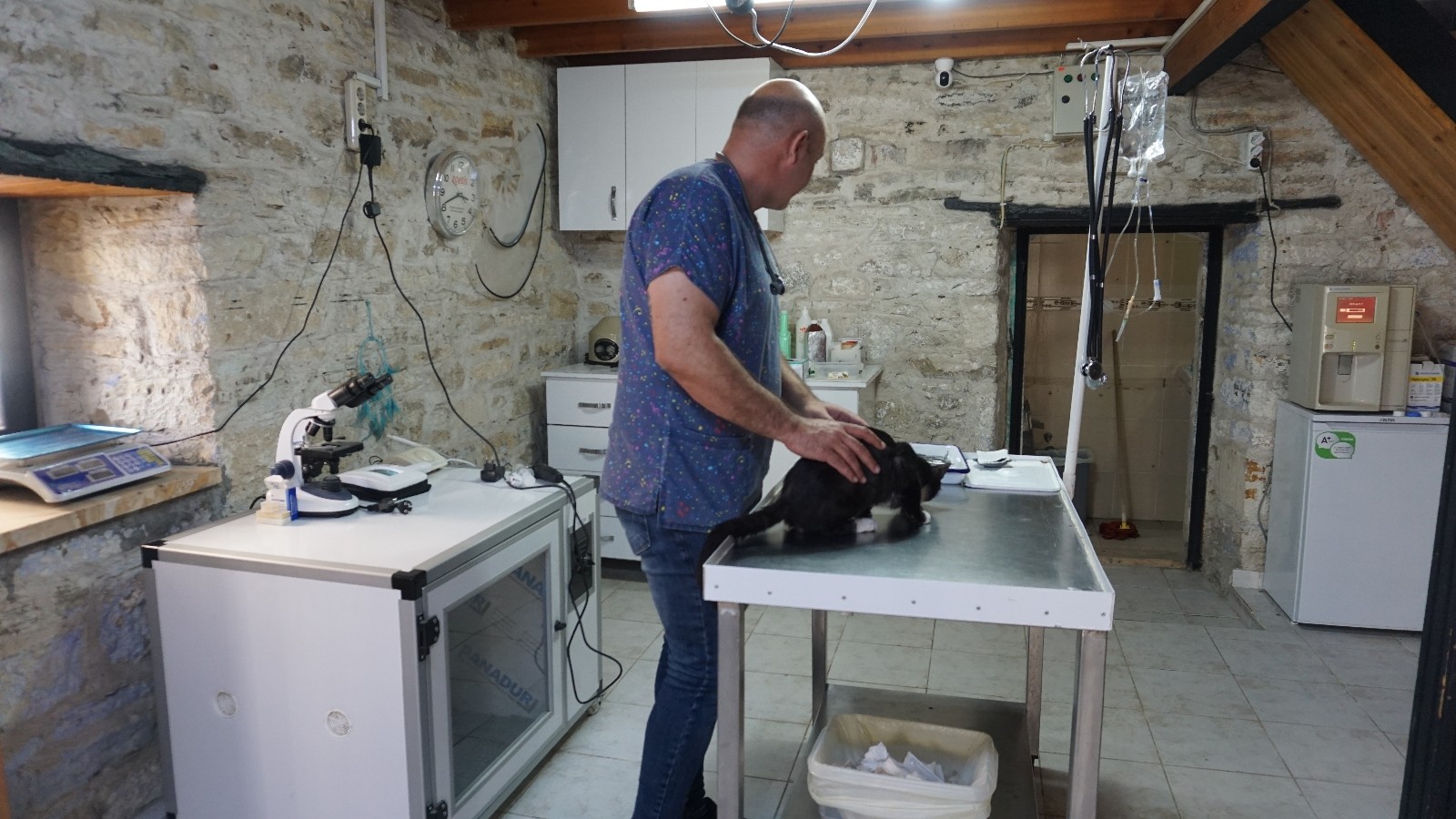 Foça, terk edilen cins hayvanlarla doldu