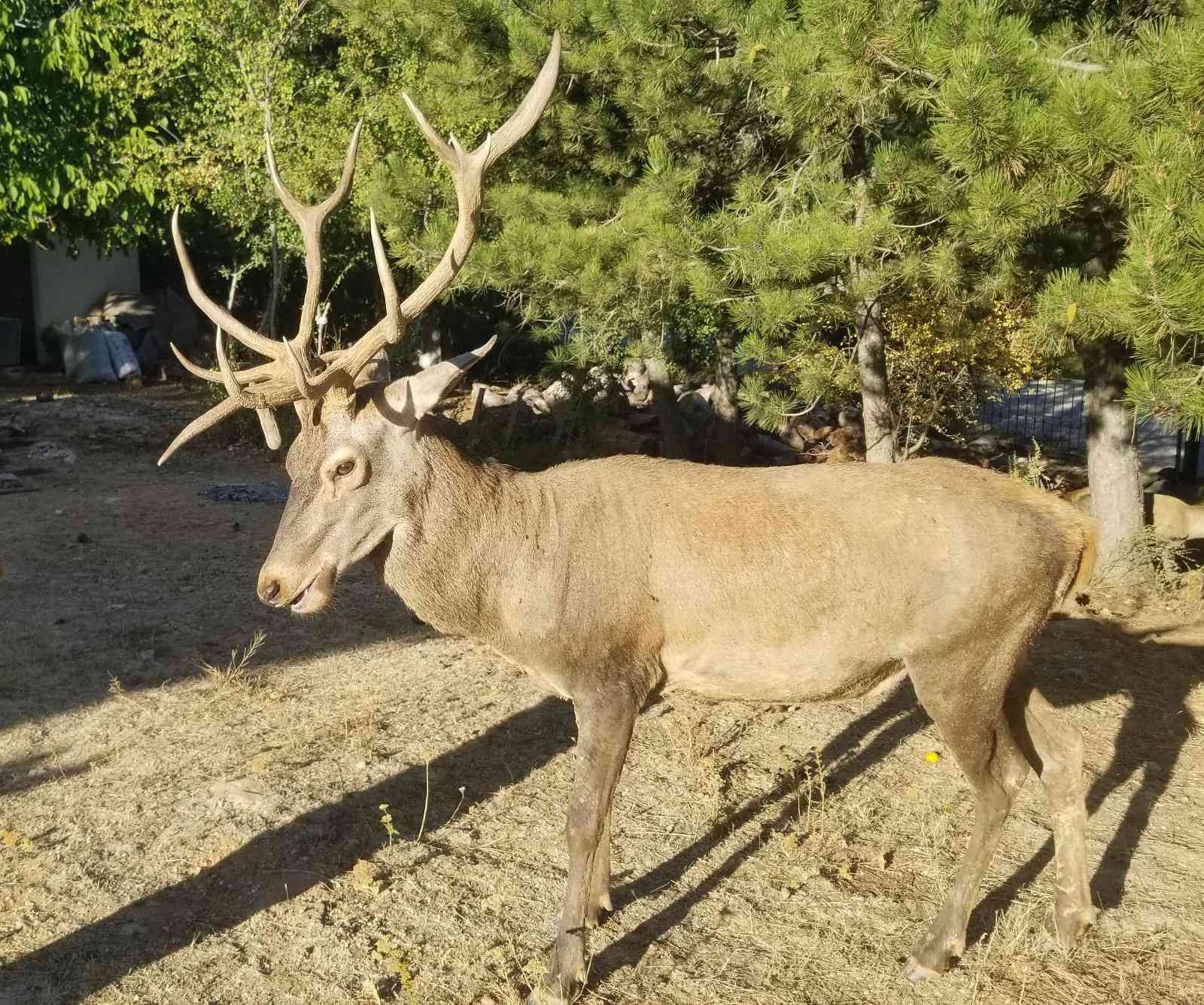 Geyikleri elle besleyen yandı: İdari para cezası var
