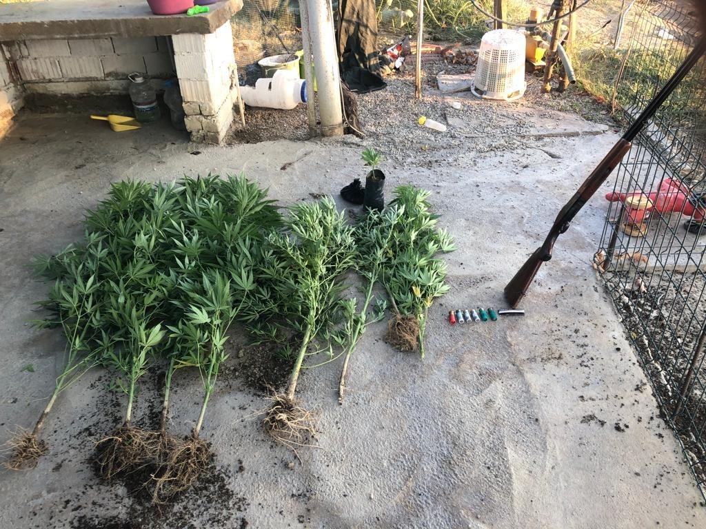 Gölmarmara ve Sarıgöl’de kenevir operasyonu