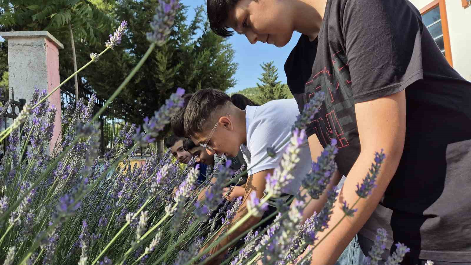 Gönüllü gençler lavanta hasadında buluştu