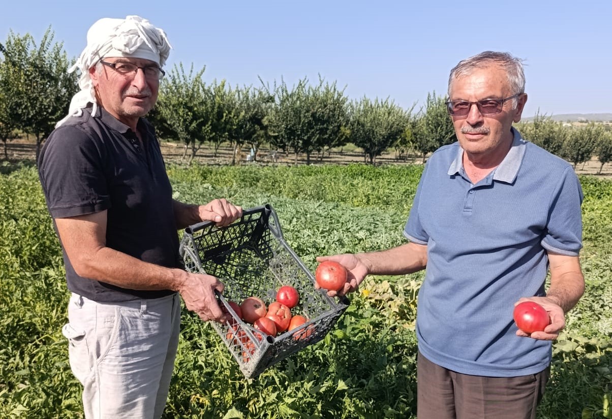 Gördes’te ata tohumlu domateslere yoğun ilgi