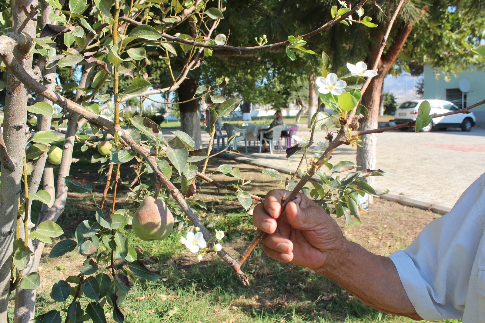 Hasadı yapılmadan yeniden çiçek açtı