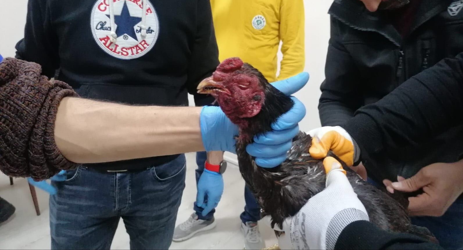 Hayvanları Koruma Derneğine ‘Horoz dövüşü’ baskını