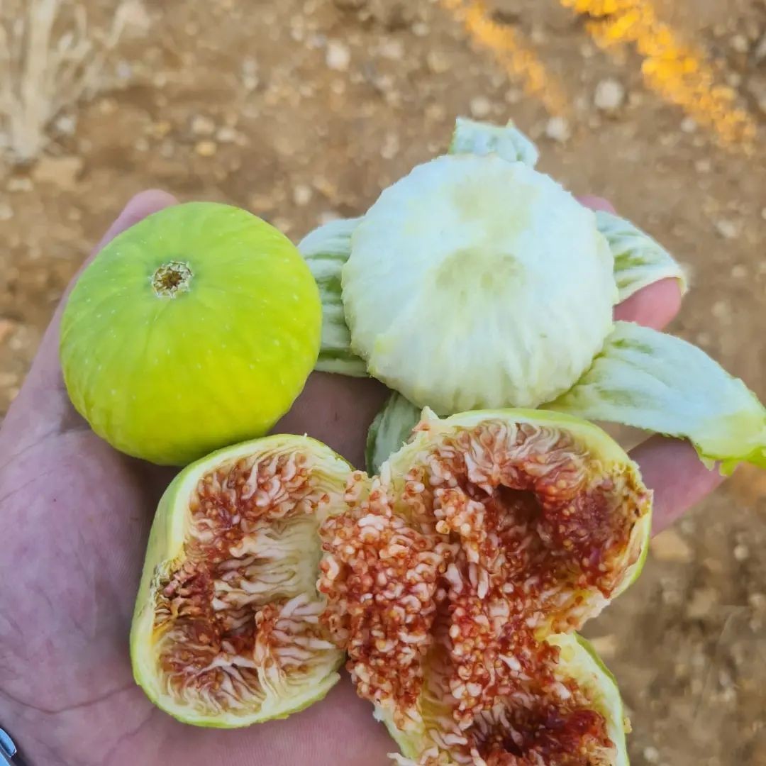 İncir üreticileri sezona umutlu girdi