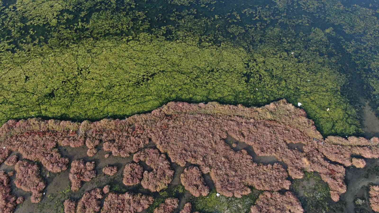 İzmir’i deniz marulu sardı