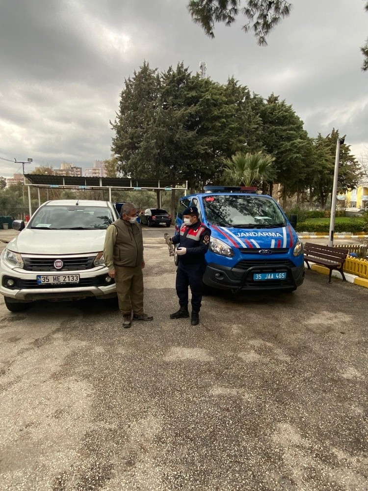 Jandarma ekipleri, yaralı şahini kurtardı