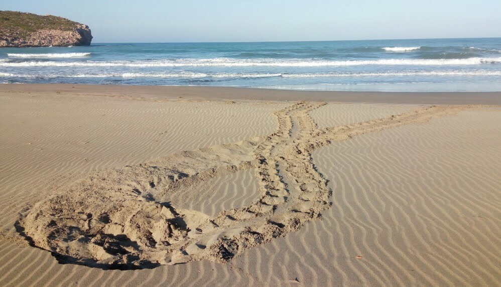 Kaplumbağaların varlığı deniz suyunun temiz olduğunu gösteriyor