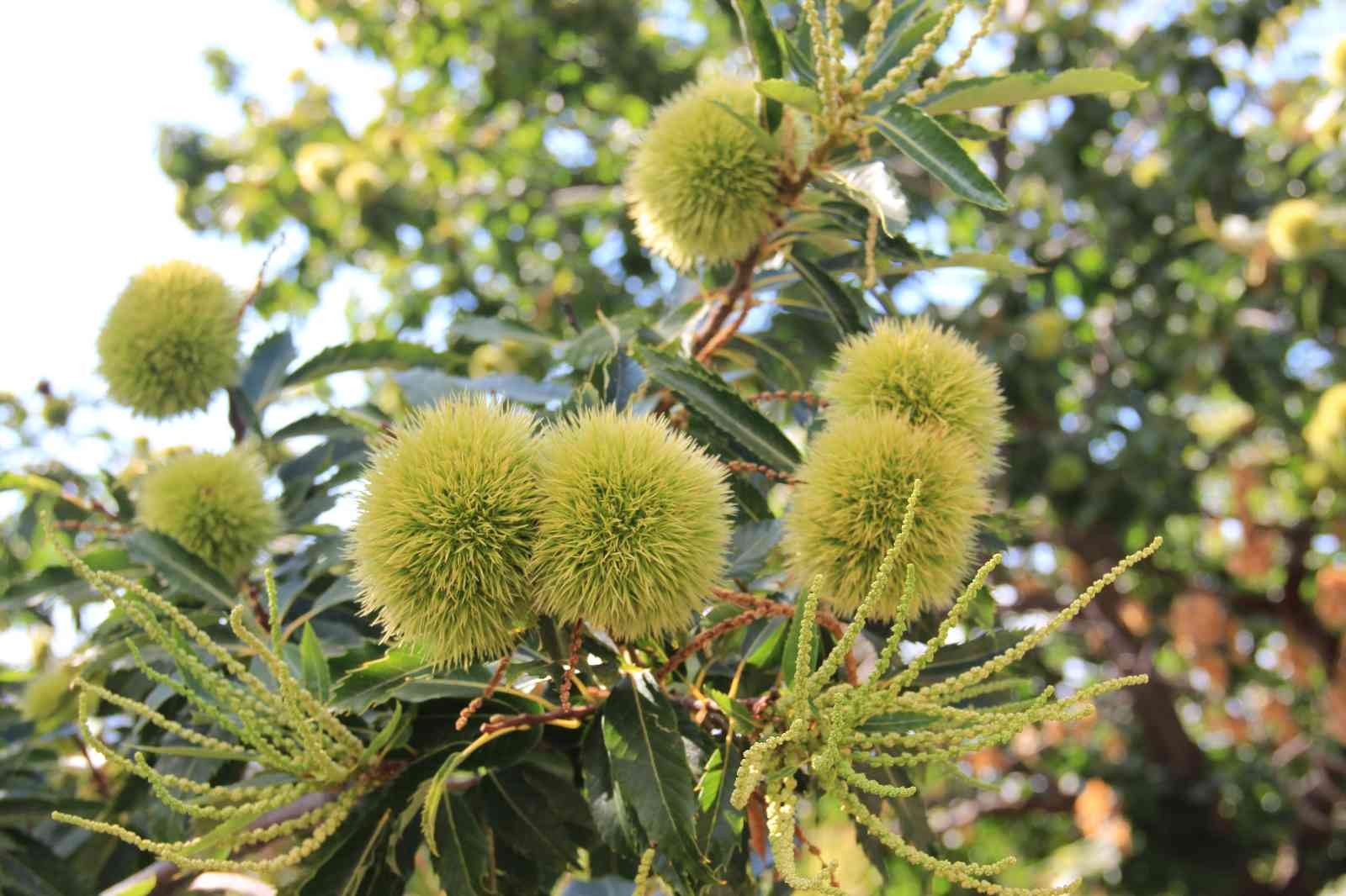 Kestane üreticisi umutlu