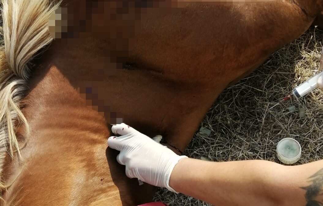 Kırkağaç’ta fayton atları öldürüldü