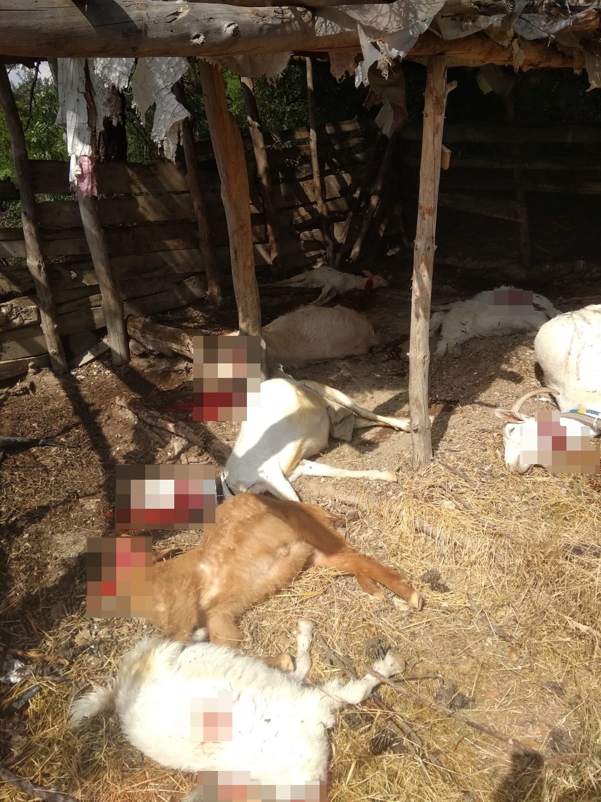 Kırkağaç’ta yıldırım düştü çok sayıda hayvan telef oldu