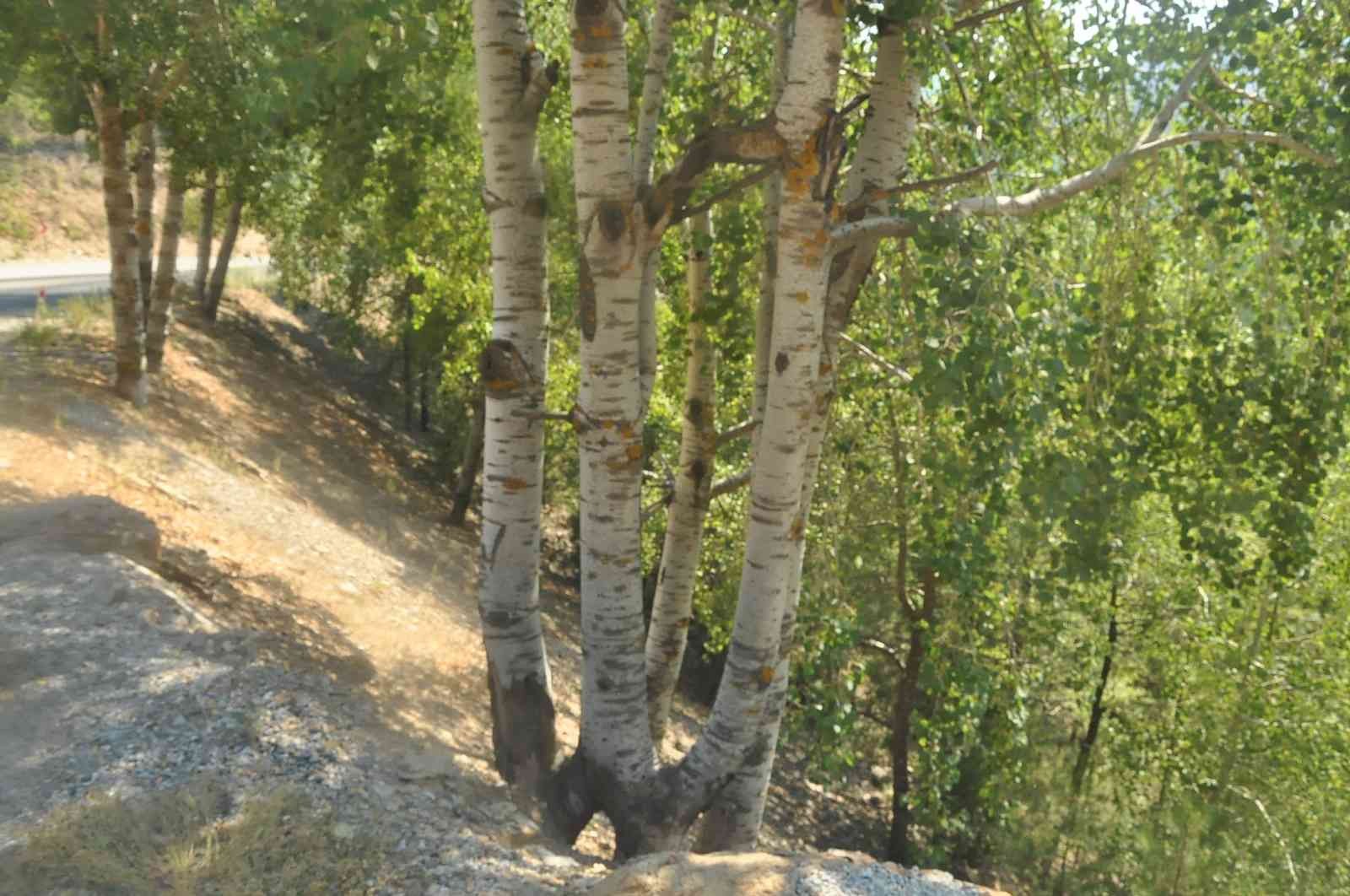 Kökleri ayrı gövdeleri bir