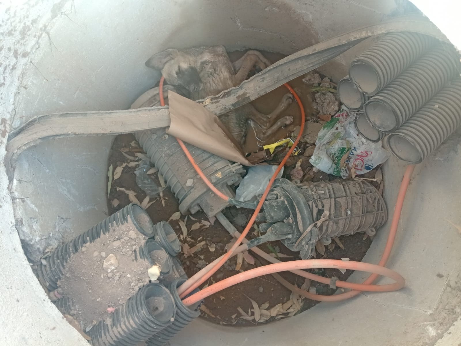 Köpeğin yardımına itfaiye koştu