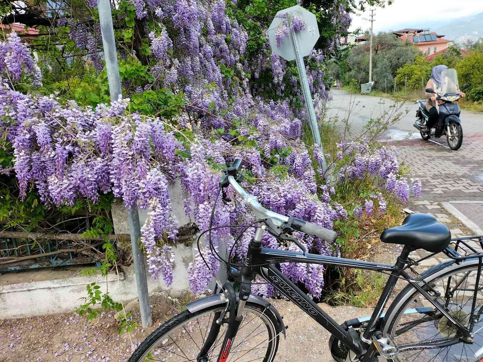 Köyceğiz bahar renklerine büründü