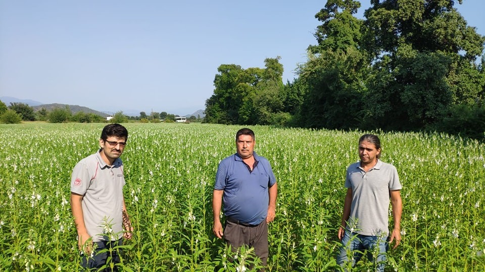 Köyceğiz’de susam üretimi projesi devam ediyor