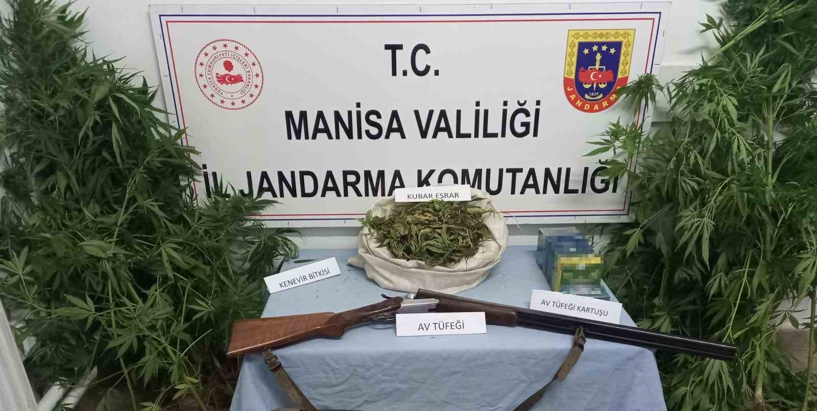 Kula’da uyuşturucu operasyonu: 386 kök kenevir, 473 gram esrar ele geçirildi