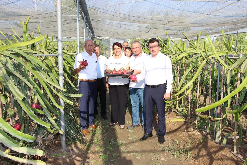 Küresel ısınma Aydın’da fırsata dönüştürüldü