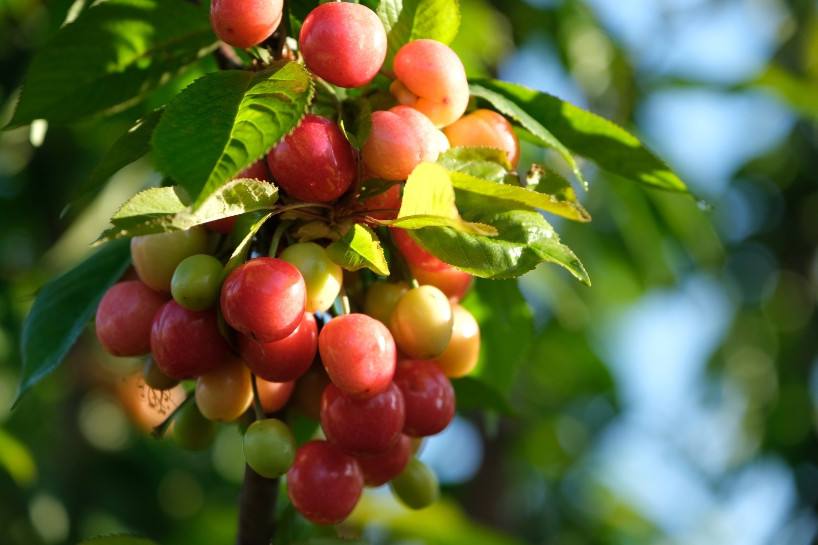 Kuzey yarımkürenin ilk kiraz hasadı Manisa’dan