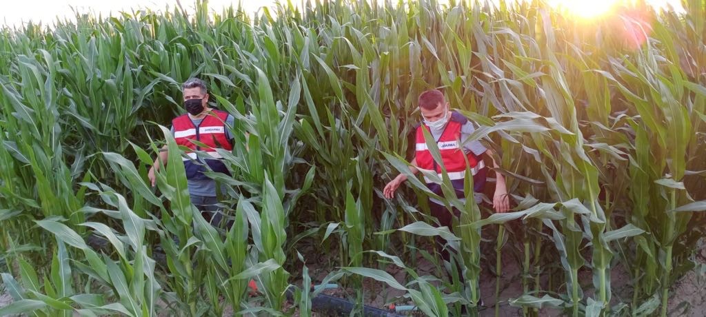 Manisa’da 137 kök kenevir ele geçirildi