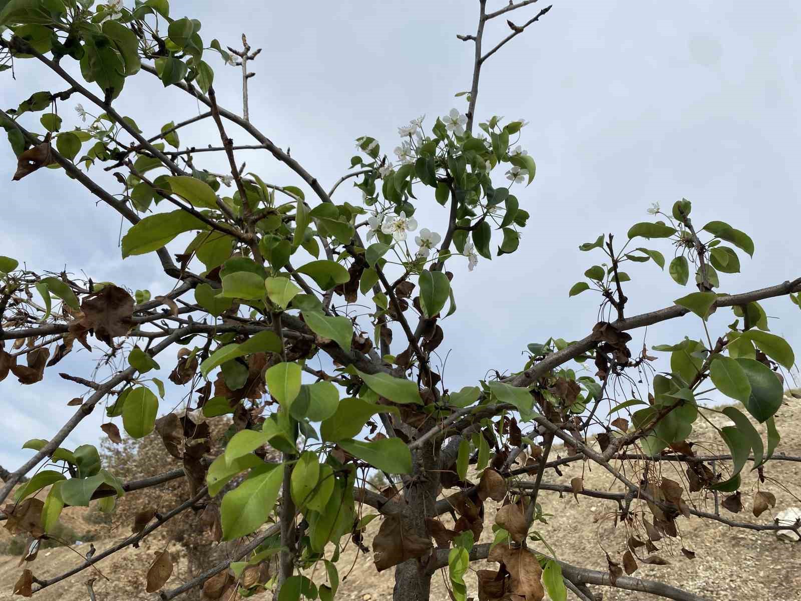 Manisa’da 4 ay önce yanan ağaçlar yapraklanıp çiçek açtı