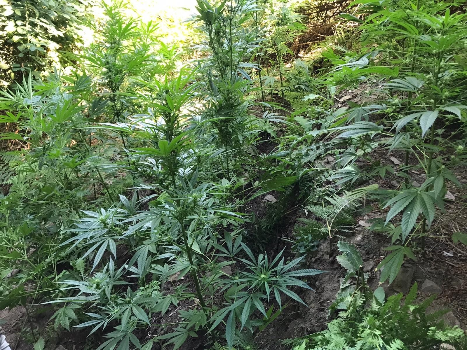 Manisa’da 519 kök kenevir bitkisi ve 2 kilogram kubar esrar ele geçirildi