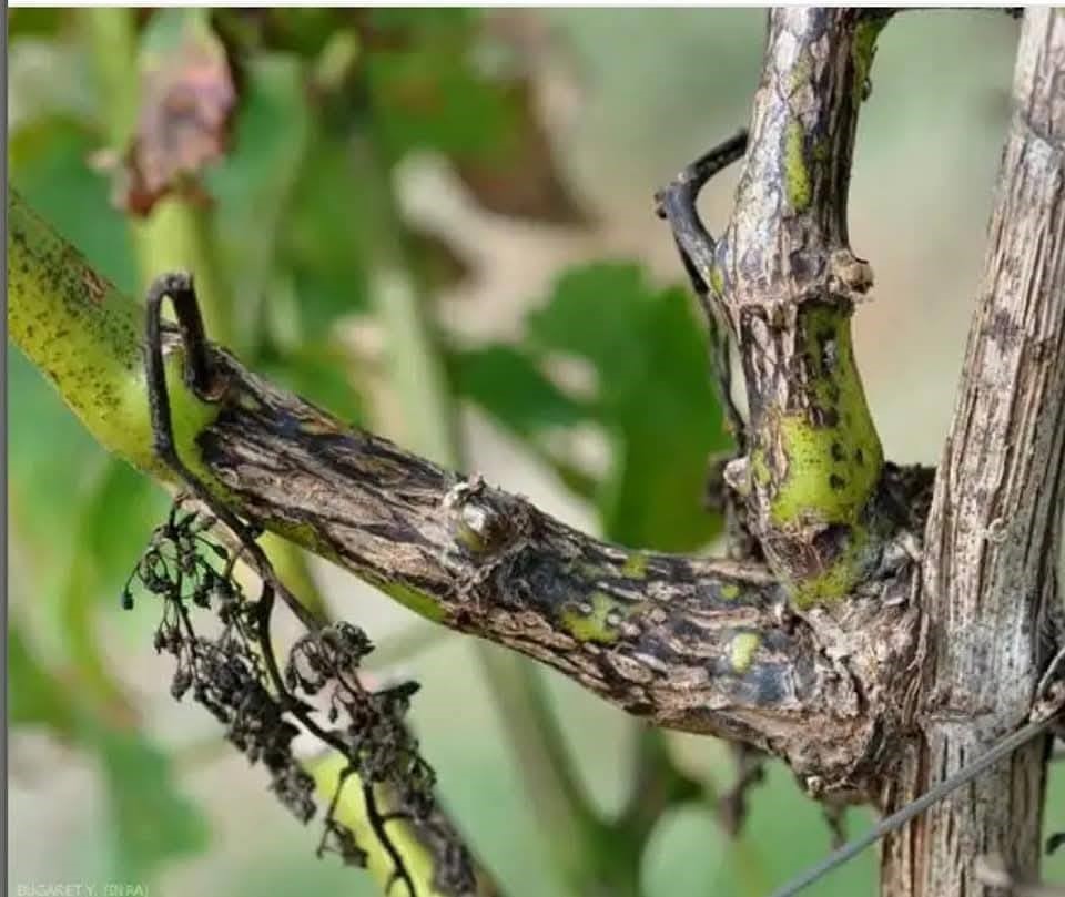 Manisa’da bağcılara ‘Ölükol’ uyarısı
