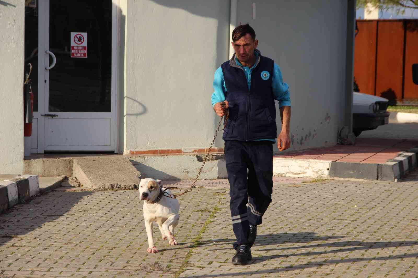 Manisa’da barınaktaki yasaklı ırk köpeklerin sayısı 240’a ulaştı