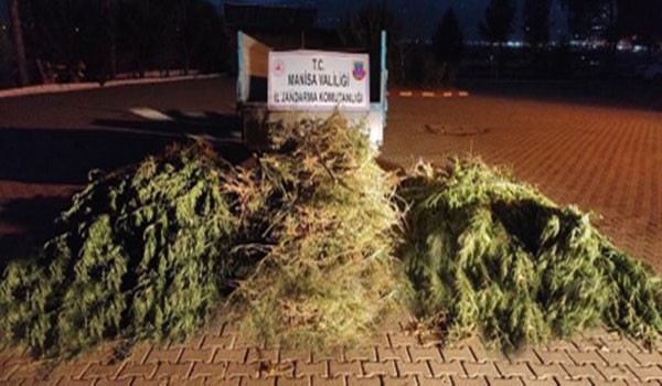 Manisa’da bin 327 kök kenevir ele geçirildi